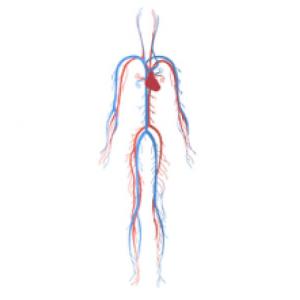 El cuerpo humano