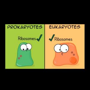 Eukaryotic and prokaryotic cells