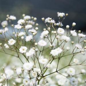 Memoriza las flores